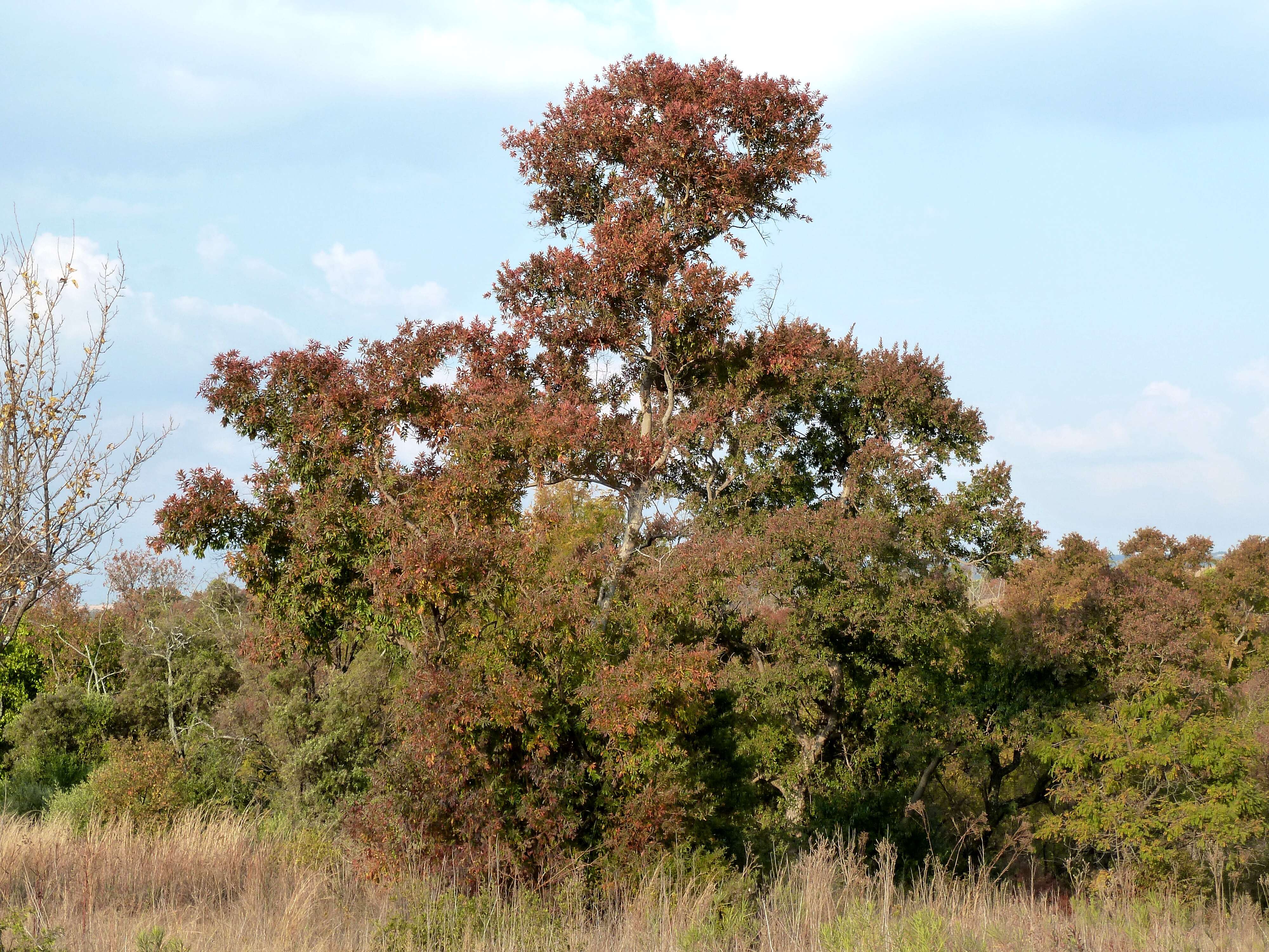 Image de Combretum erythrophyllum (Burch.) Sond.