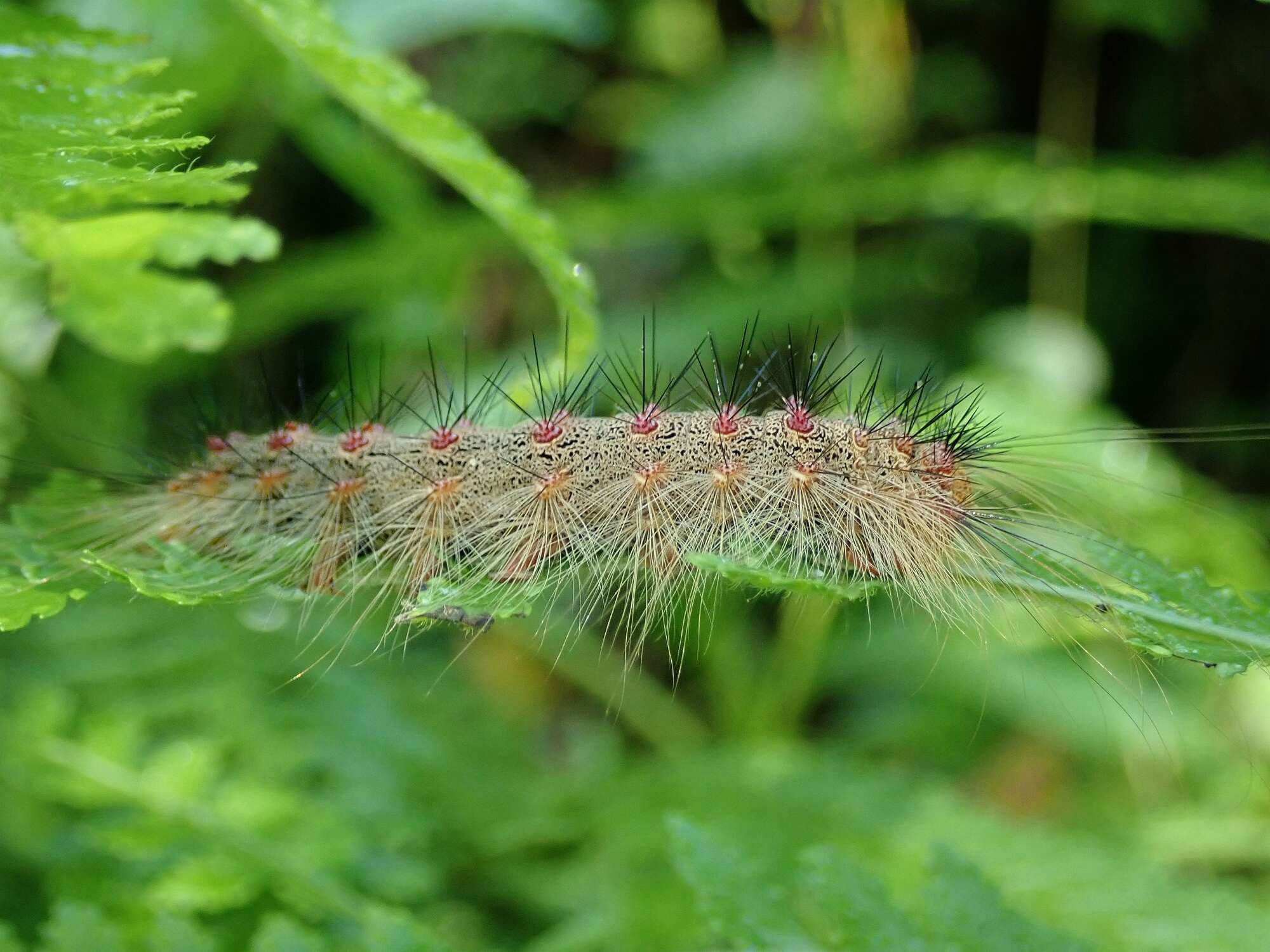 Слика од <i>Lymantria xylina</i>