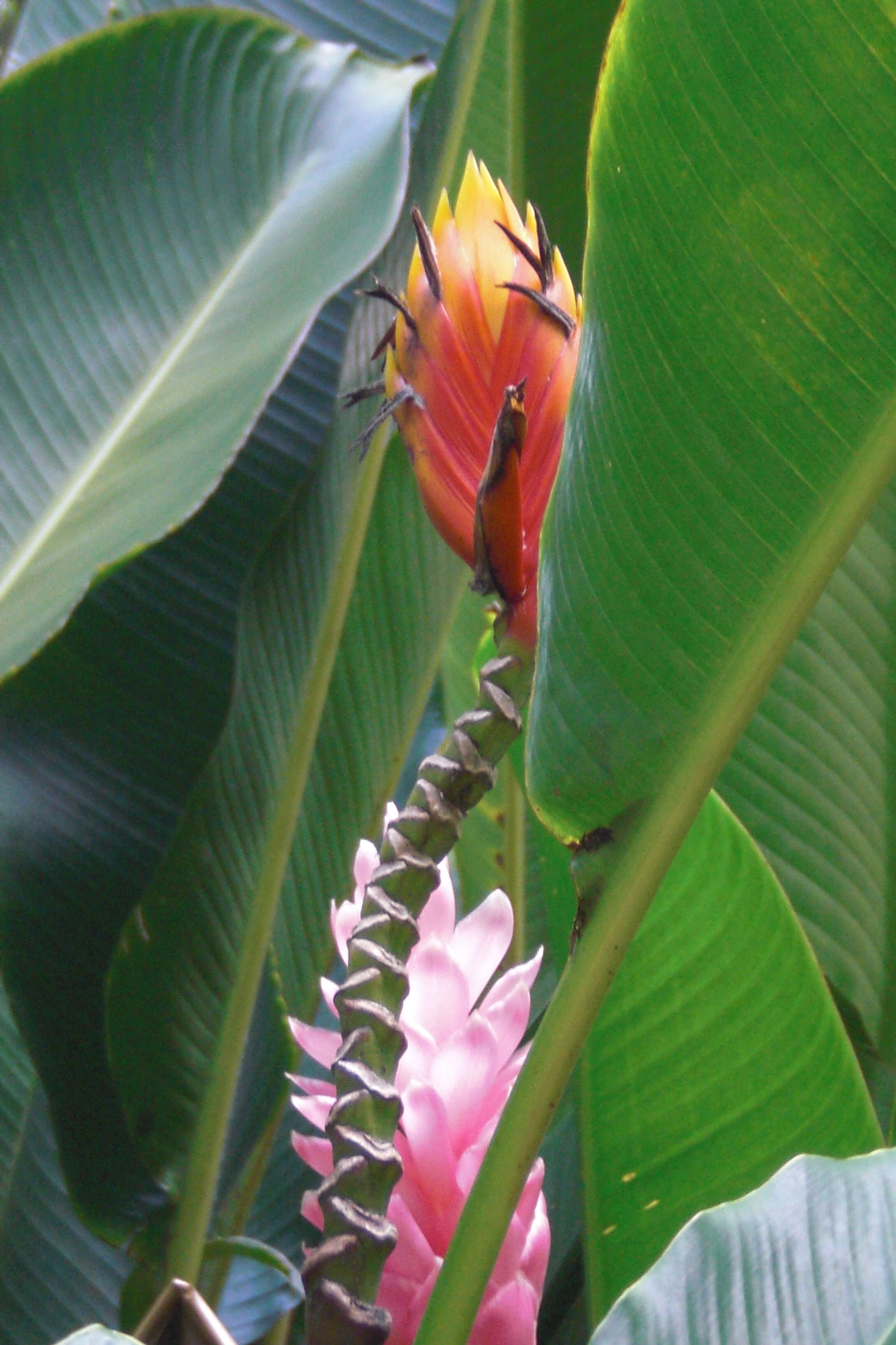 Image of Heliconia episcopalis Vell.