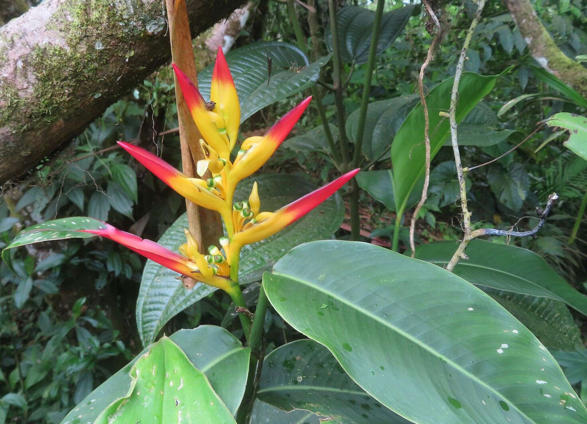 Image of Heliconia schumanniana Loes.