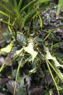 Image of Spotted Spider Orchid