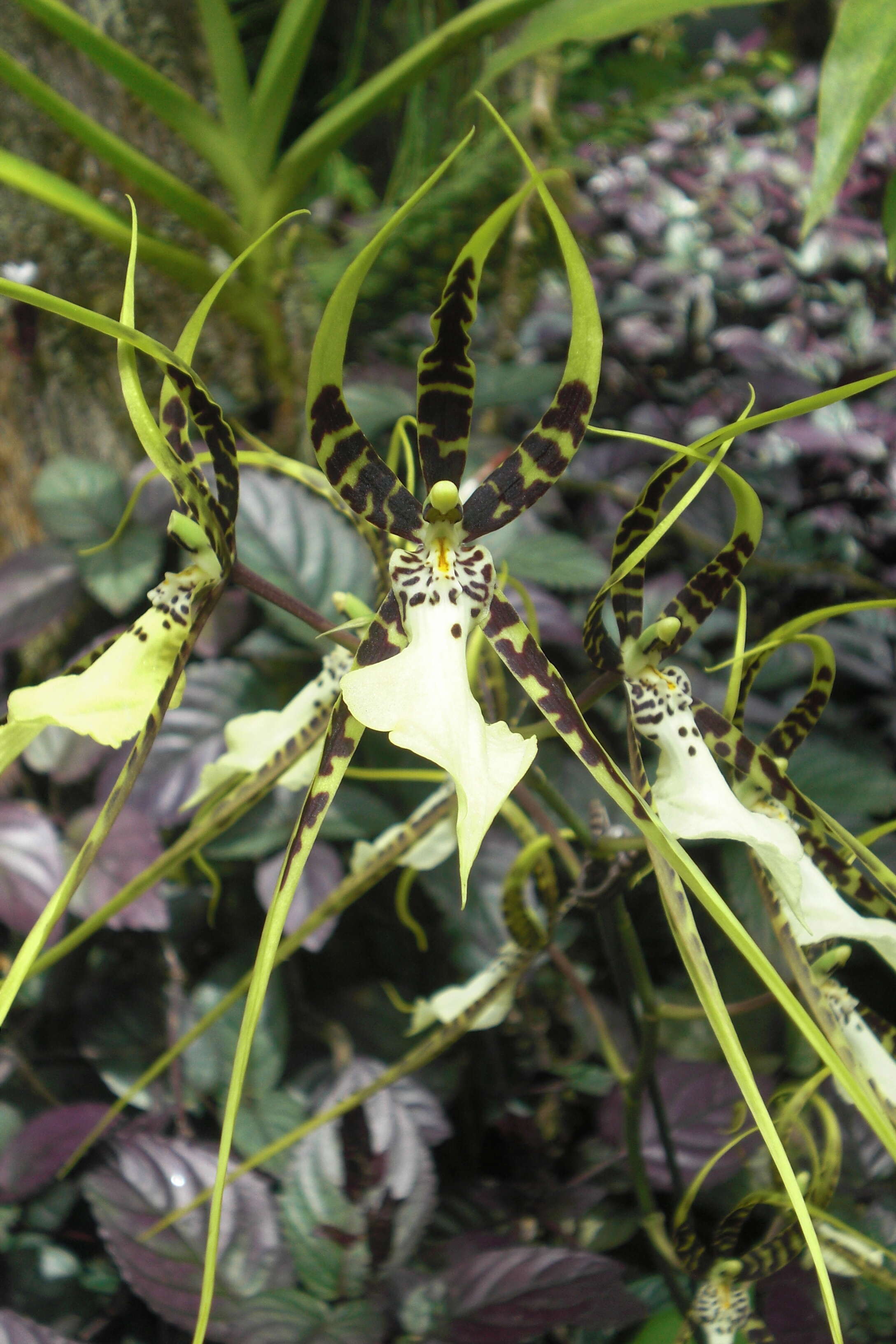 Image of Spotted Spider Orchid