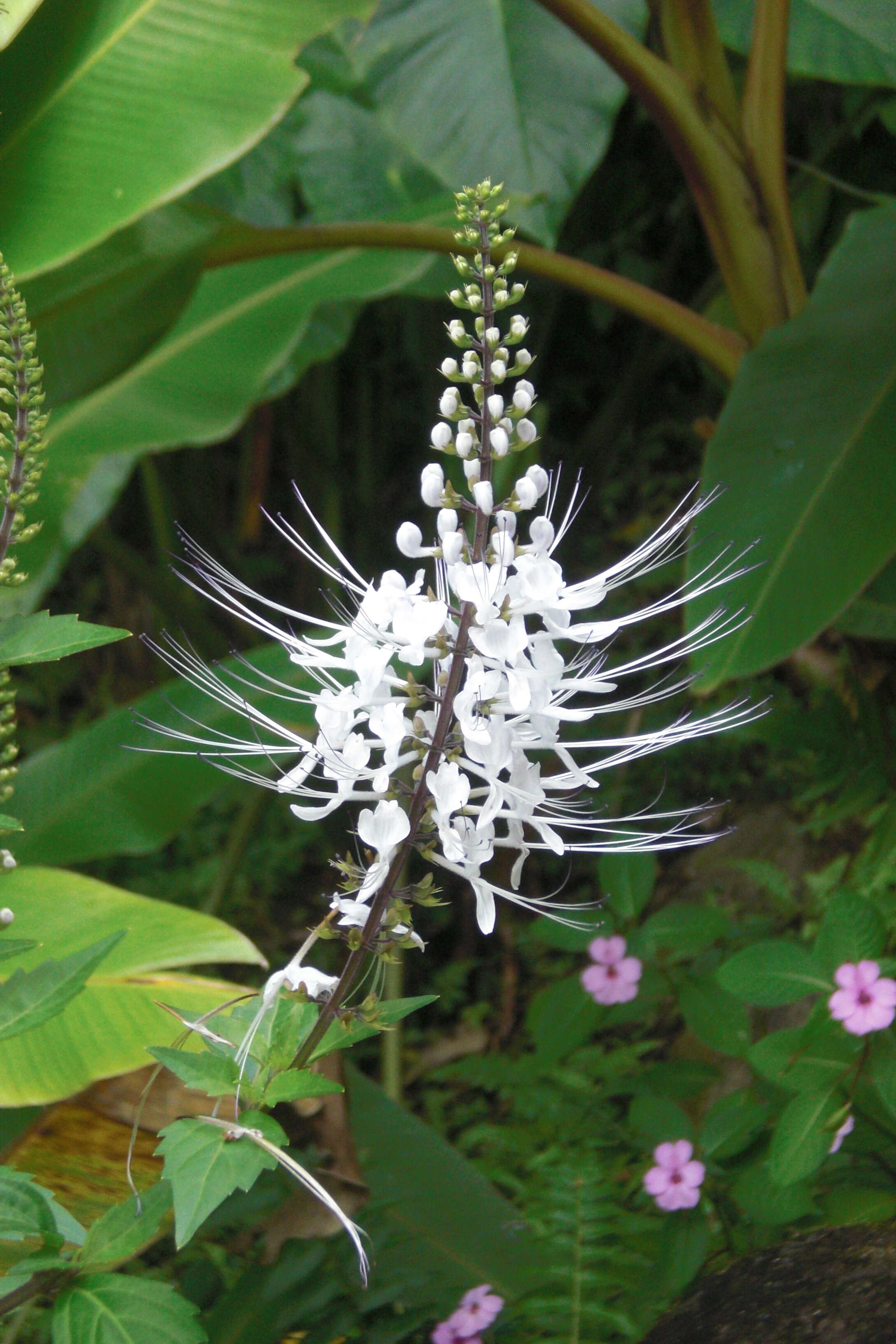 Image of Orthosiphon aristatus var. aristatus