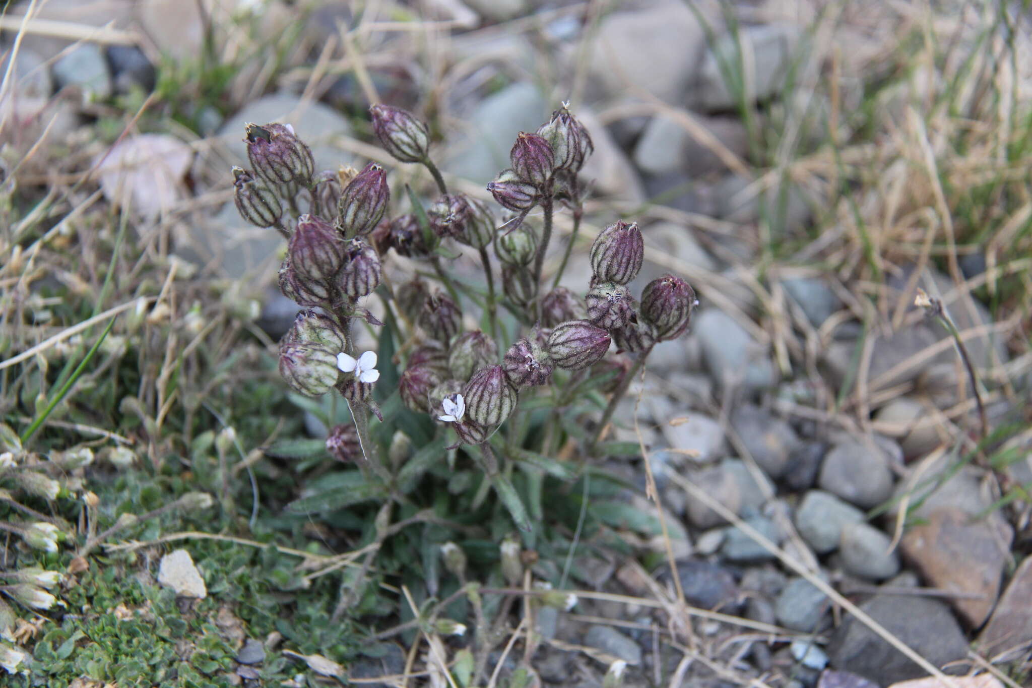 Image of arctic catchfly