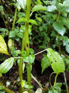 Image of Pilea melastomoides (Poir.) Wedd.