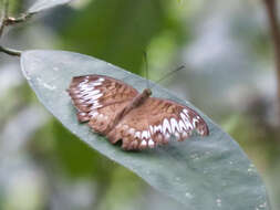 Image of Malay Viscount