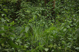 Imagem de Carex elata subsp. elata