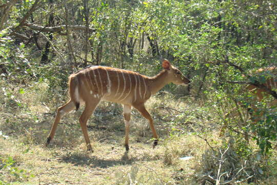 Image of Nyala