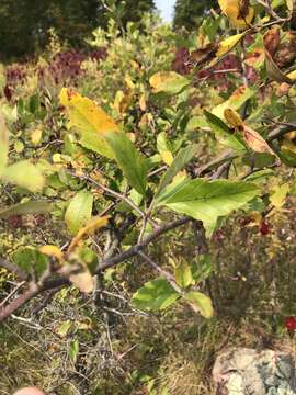 Image of prairie crab apple