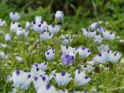 Imagem de Nemophila maculata Benth. ex Lindl.