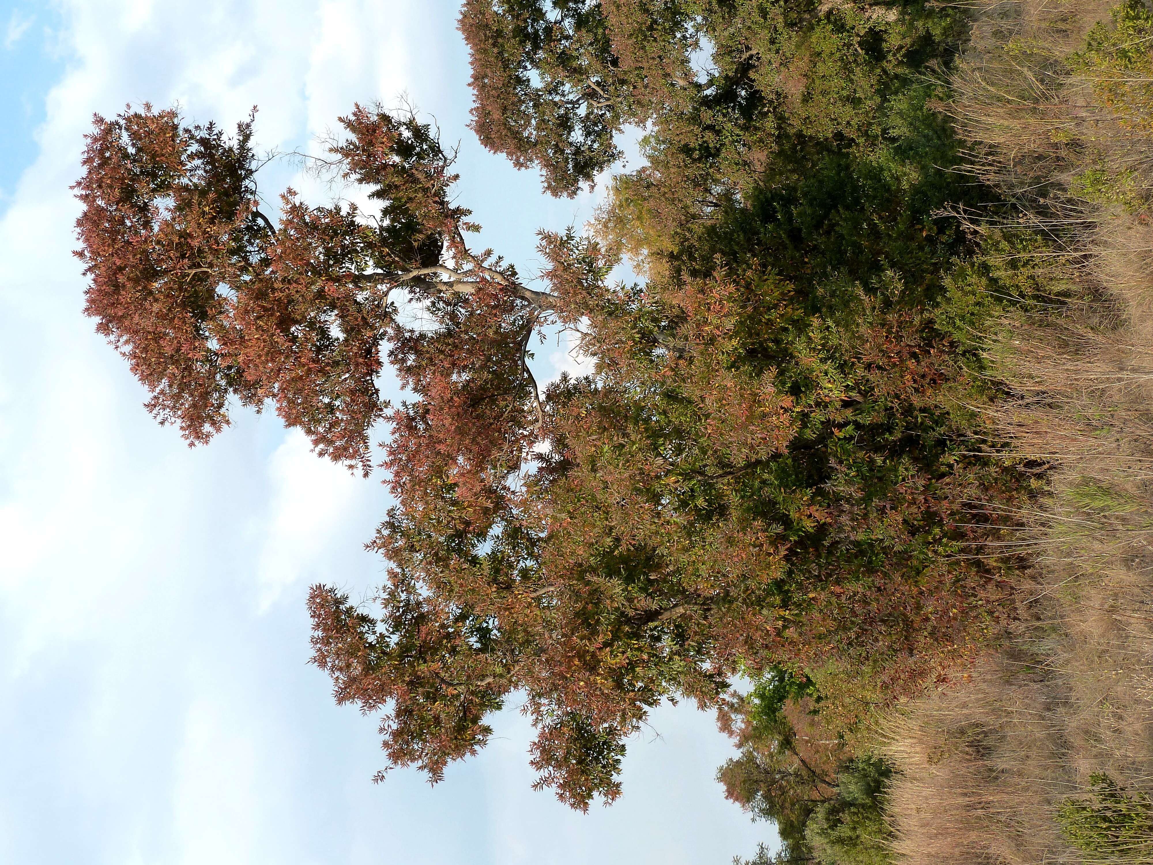 Image de Combretum erythrophyllum (Burch.) Sond.