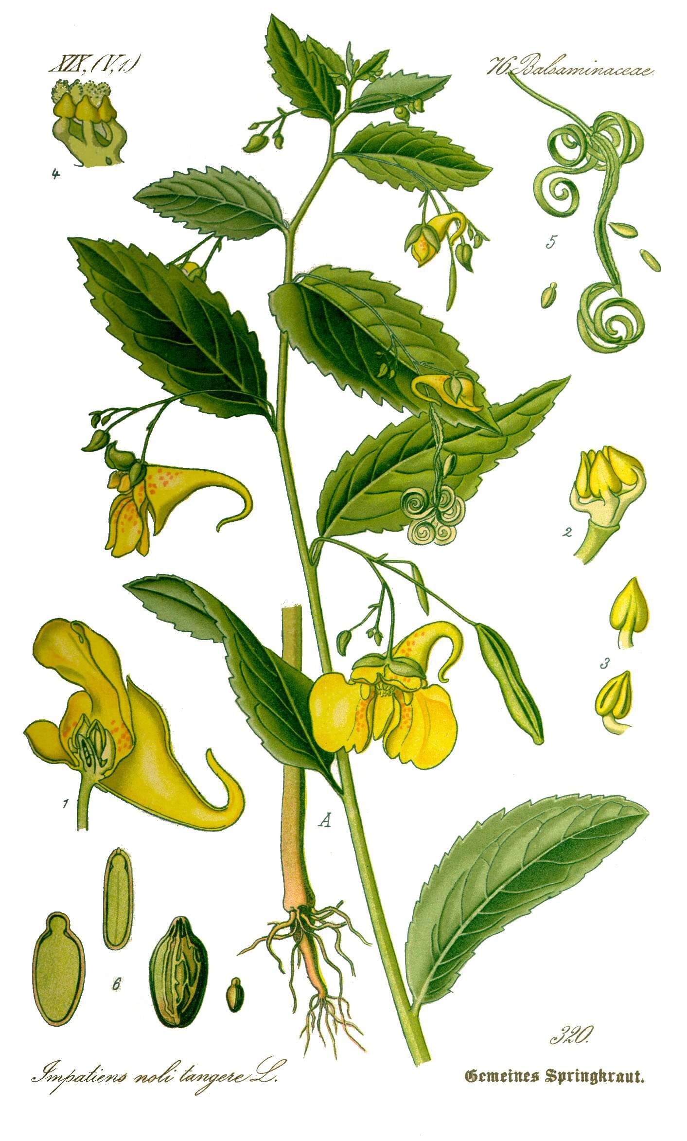 Image of Jewelweed