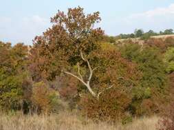 Imagem de Combretum erythrophyllum (Burch.) Sond.