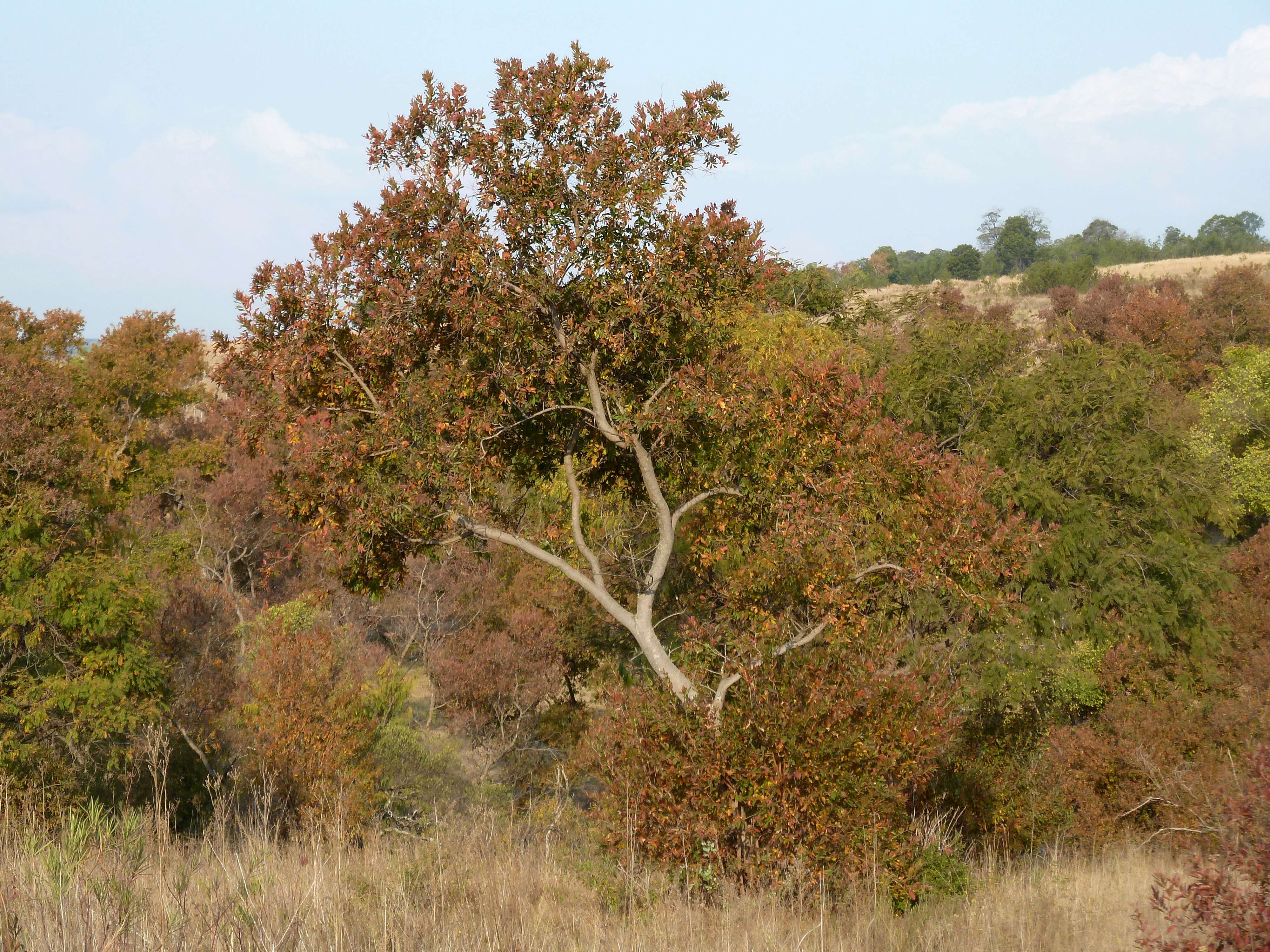 Image de Combretum erythrophyllum (Burch.) Sond.