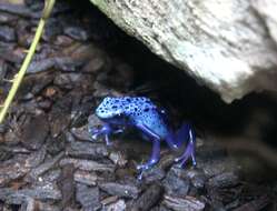 Image of Dendrobates azureus