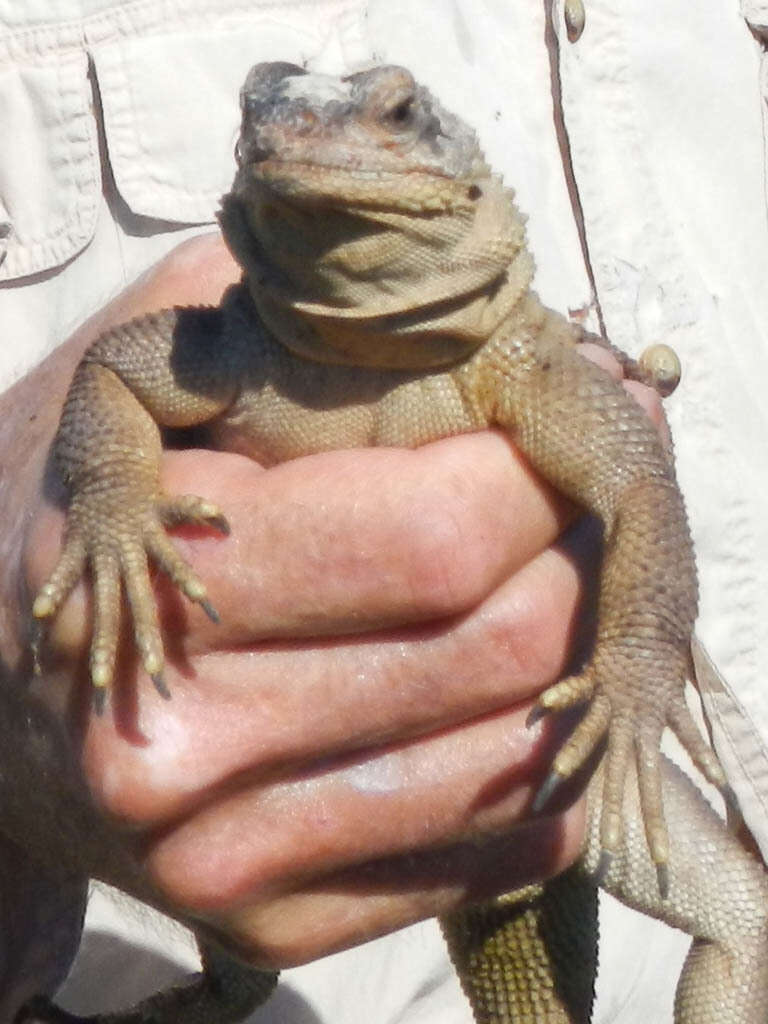 Image of Monserrat Chuckwalla