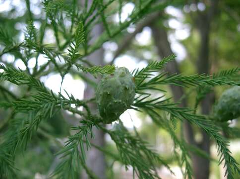 Plancia ëd Glyptostrobus