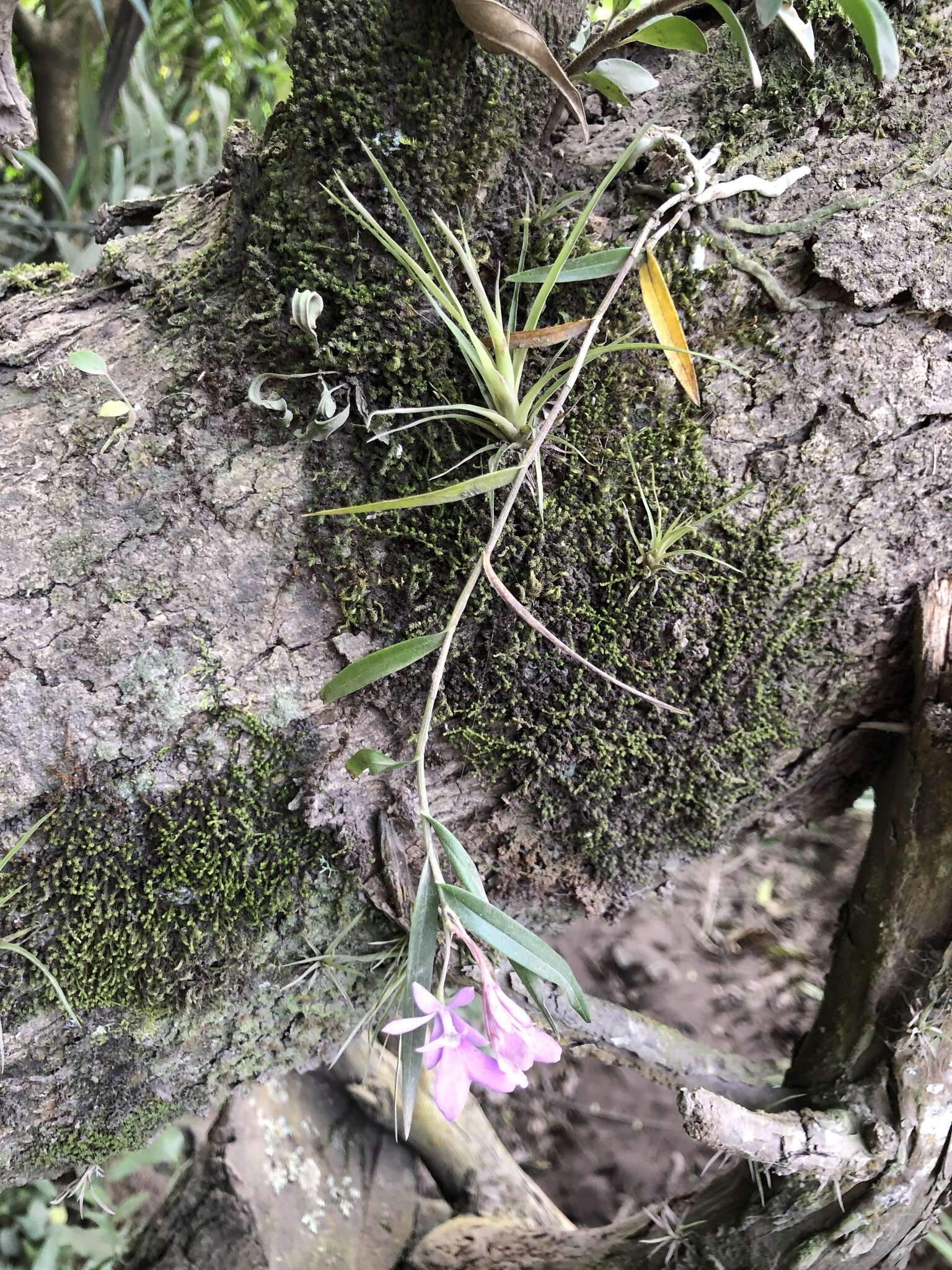 Image of Epidendrum centropetalum Rchb. fil.