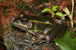 Sivun Lithobates taylori (Smith 1959) kuva