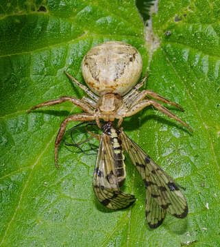 Image of common crab spider