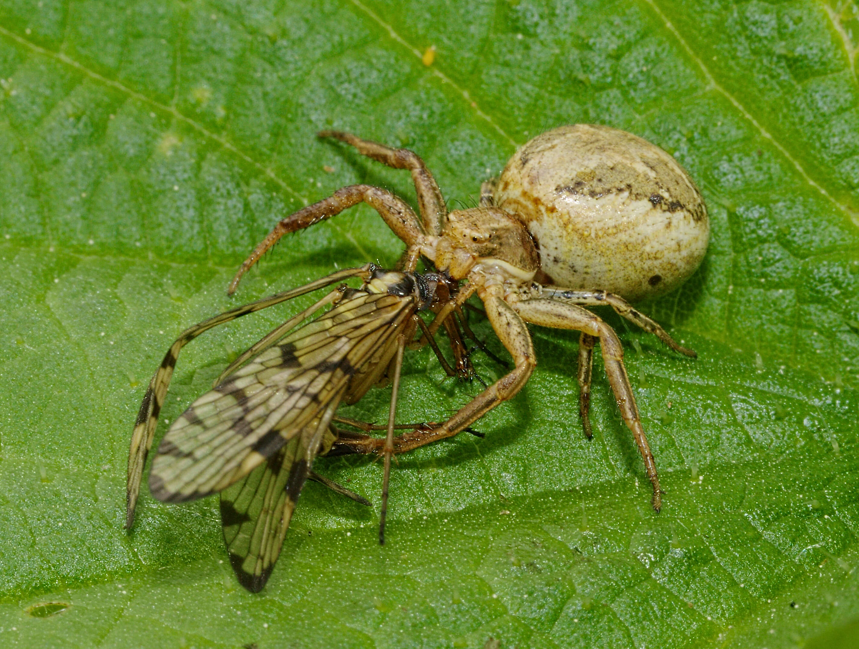 Image of common crab spider