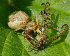 Image of common crab spider