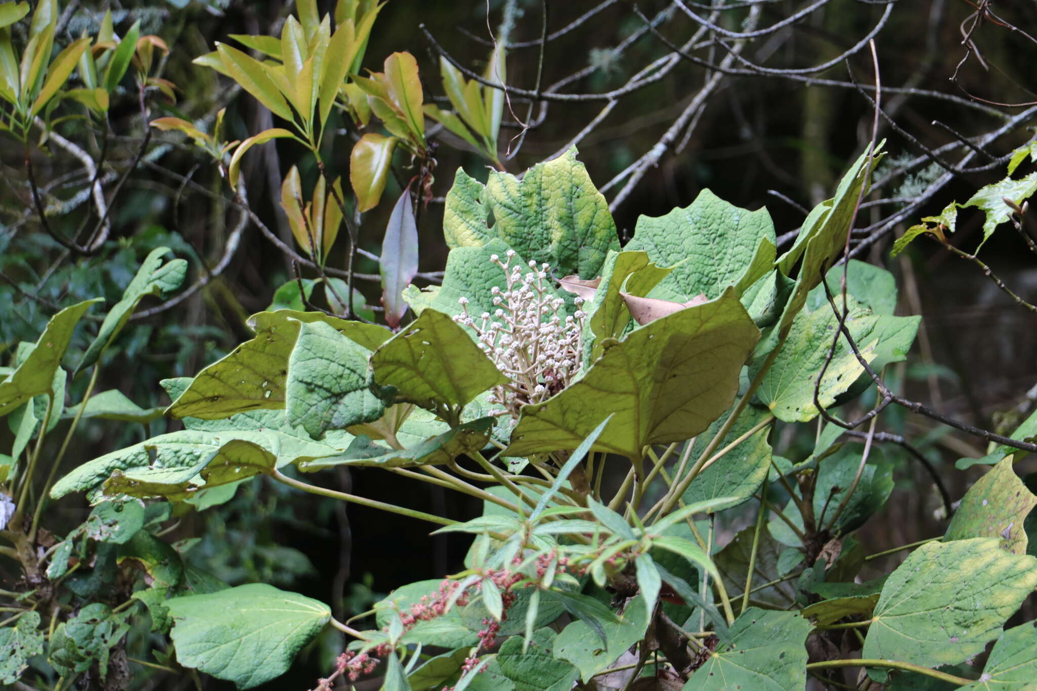 Image de Sinopanax formosanus (Hayata) H. L. Li