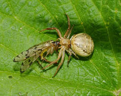 Image of common crab spider