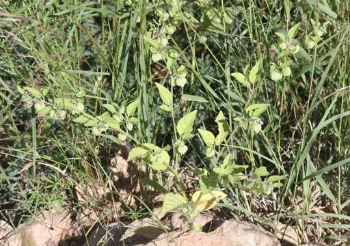 Plancia ëd Physalis solanacea (Schltdl.) B. Axelius