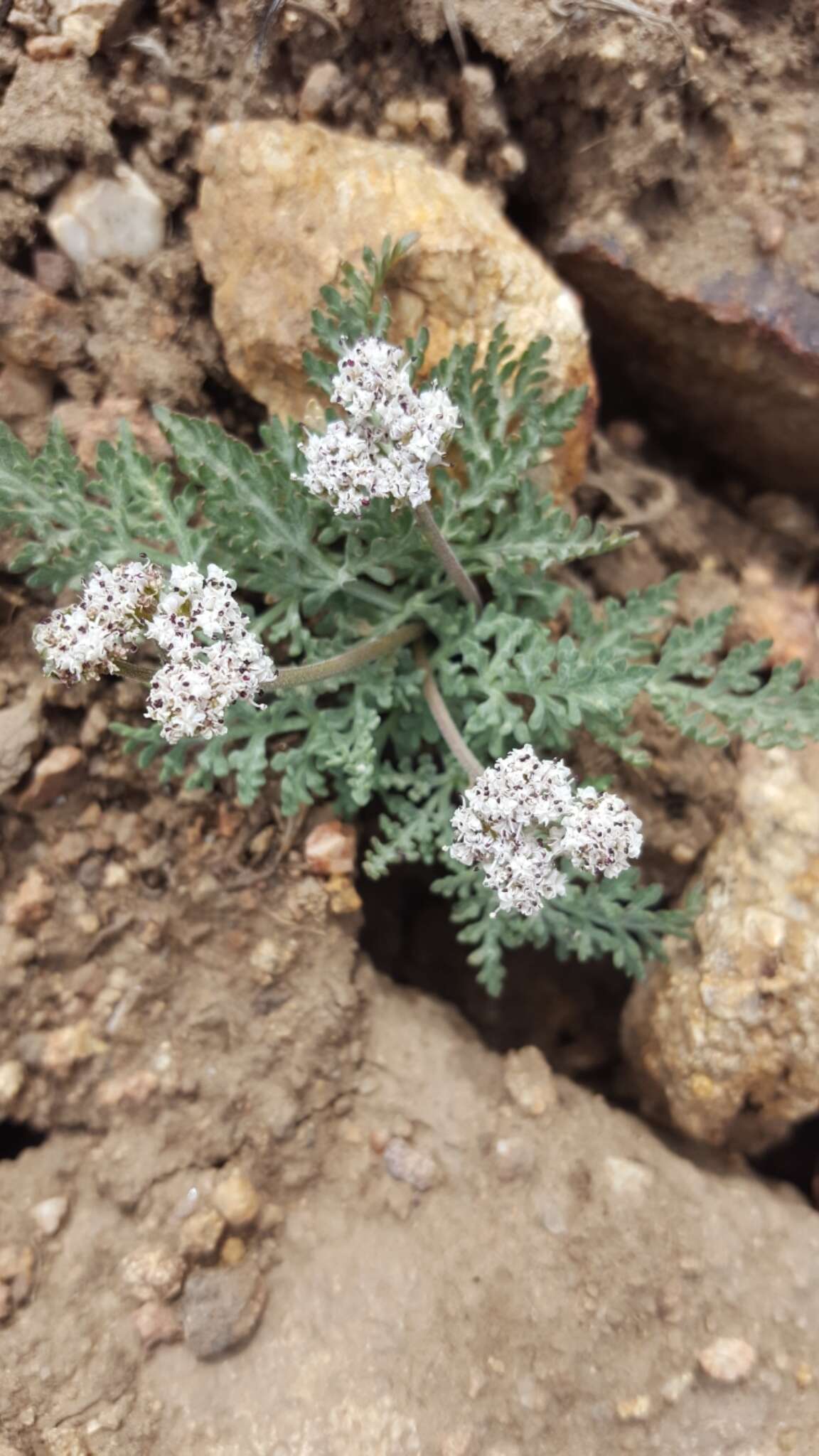 Image of Nevada biscuitroot