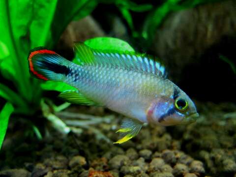 Image of Blue Panda Apisto