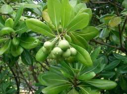 Image de Pittosporum tobira (Murray) Aiton fil.