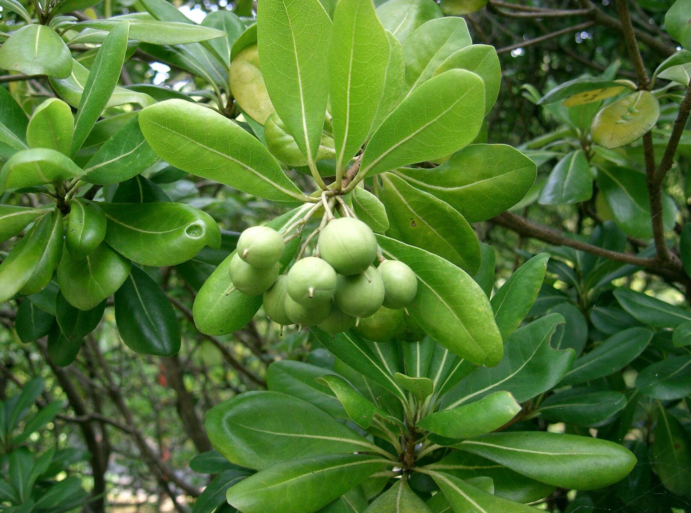 Image de Pittosporum tobira (Murray) Aiton fil.