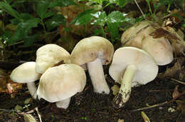 Image of Calocybe