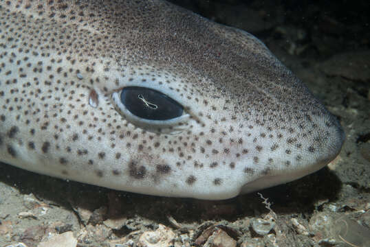 Image of Lesser Spotted Dogfish