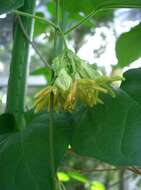 Image of Telosma cordata (N. L. Burman) Merr.