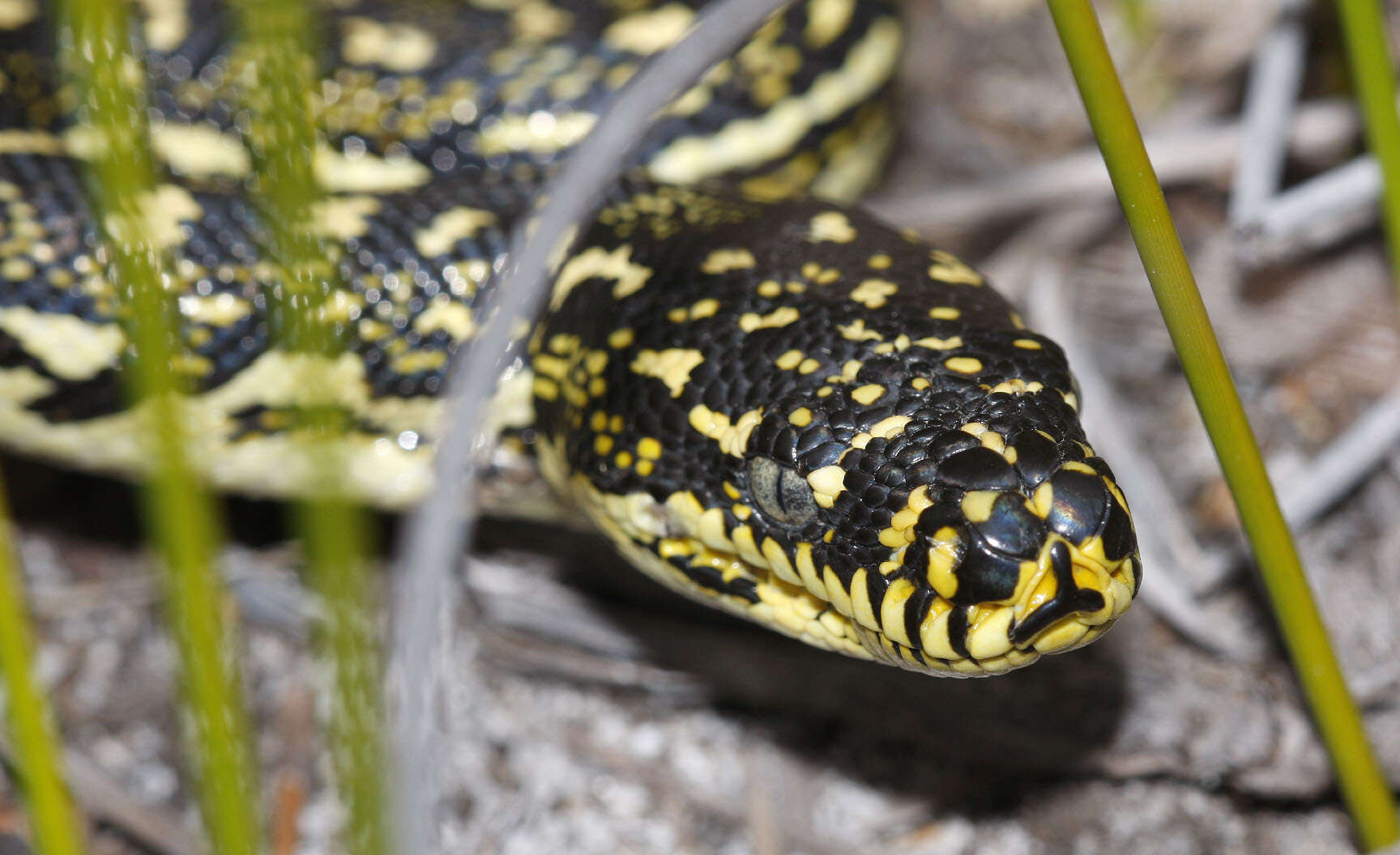 Morelia spilota spilota (Lacépède 1804) resmi