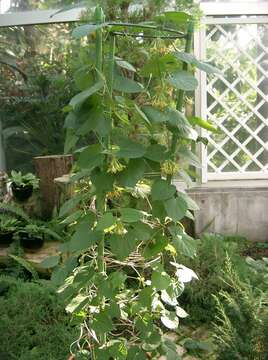 Image of Telosma cordata (N. L. Burman) Merr.