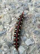 Image of Spurge Hawk Moth