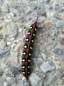 Image of Spurge Hawk Moth