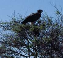 Imagem de Polemaetus Heine 1890