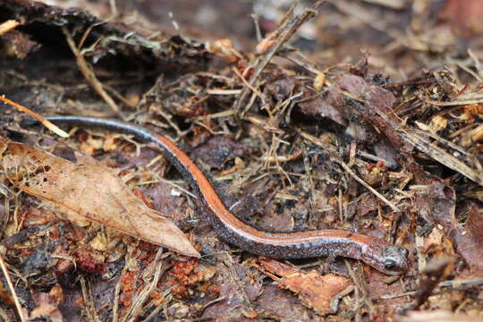 Image of Eastern Red-backed Salamander