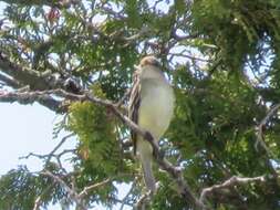 Image of Alder Flycatcher