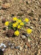 Imagem de Lomatium sandbergii (Coult. & Rose) Coult. & Rose