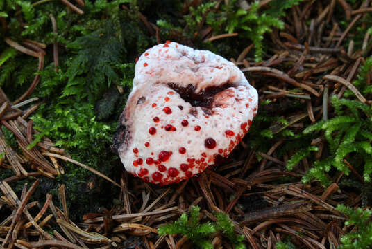 Image of Hydnellum peckii Banker 1912