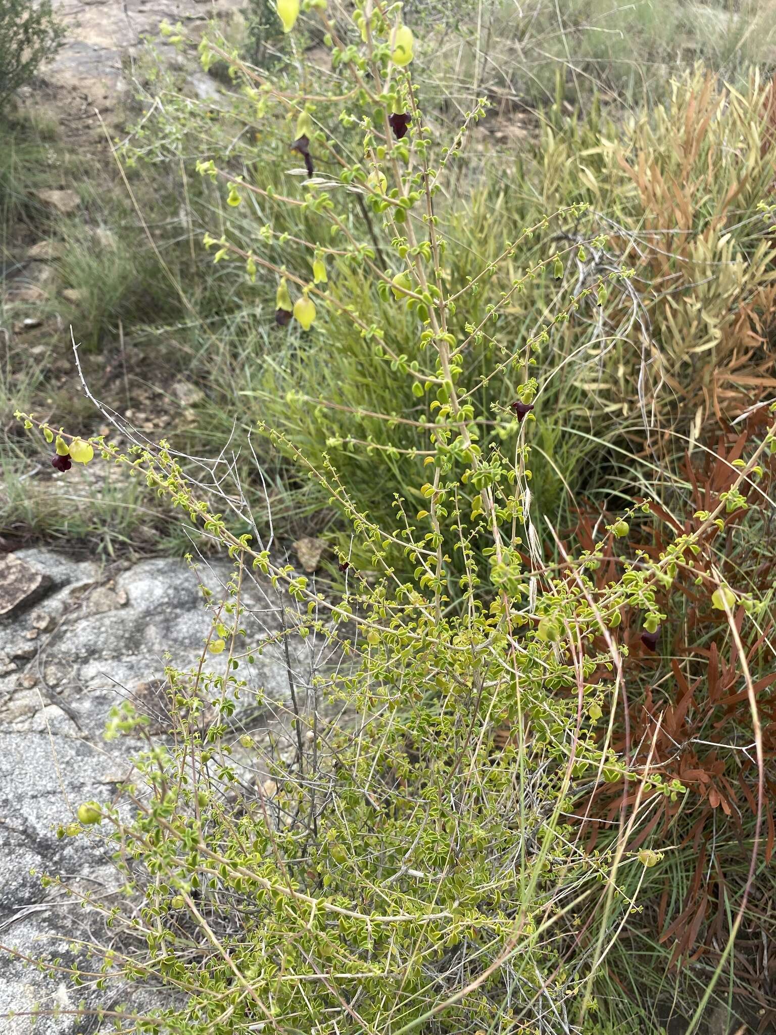 Image of Tinnea rhodesiana S. Moore