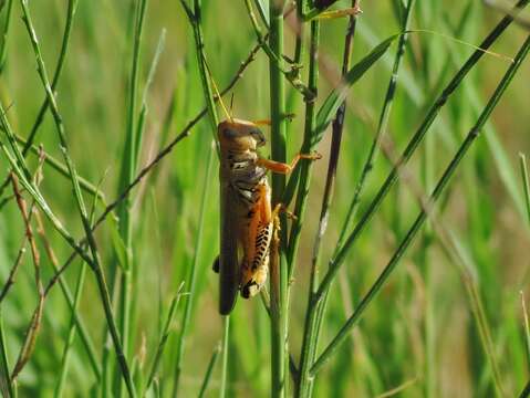 Melanoplus differentialis (Thomas & C. 1865)的圖片