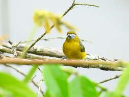 Euphonia chrysopasta Sclater, PL & Salvin 1869的圖片