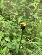 Image of Lax-Leaf Yellow-Eyed-Grass