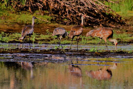 Imagem de Antigone canadensis canadensis (Linnaeus 1758)